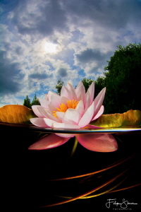 Waterlily in the sun, Turnhout, Belgium. by Filip Staes 